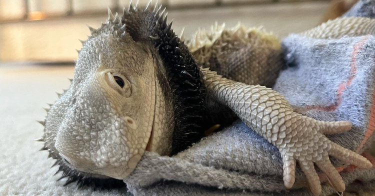 Bearded dragon cuddles with his favorite sock.