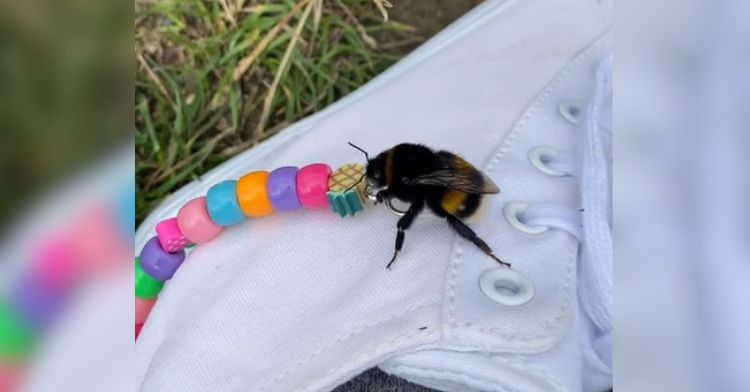 A woman took this injured bumblebee home.