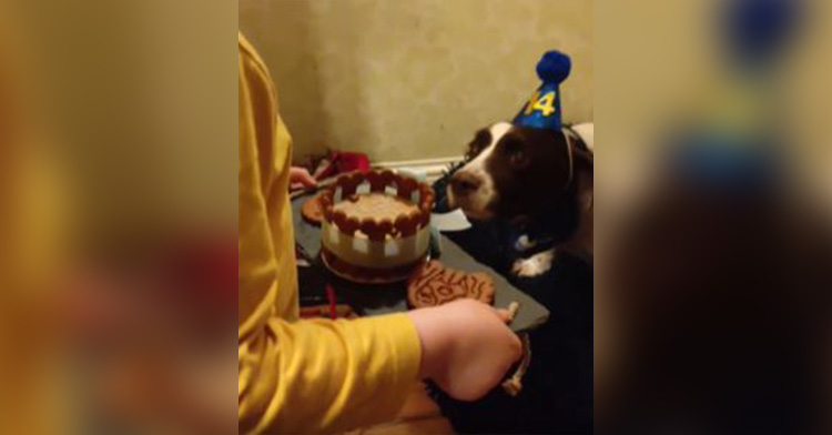 oscar the dog wearing a birthday hat with a cake in front of him