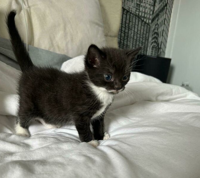 black and white kitten