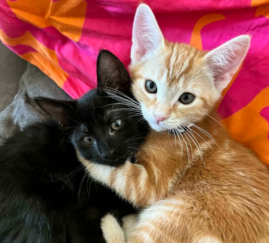 black and orange cats snuggle