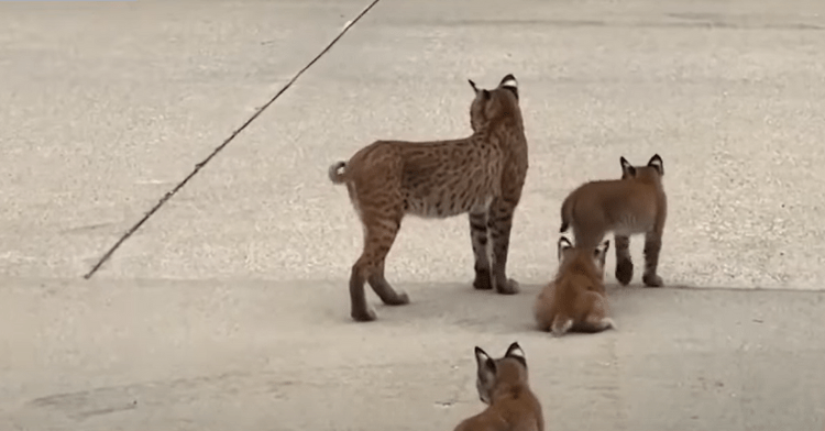 Bobcat family in parking lot.