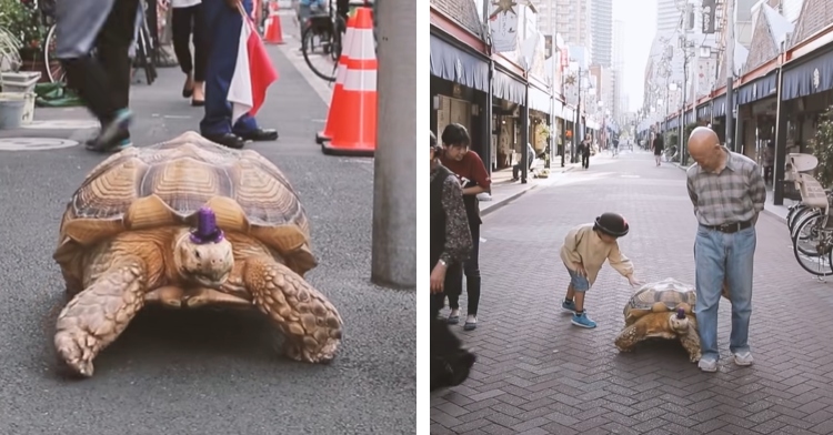 A two-photo collage. The first shows a large tortoise named Bon-chan. He is walking down the street wearing a tiny purple hat. The second photo shows Bon-chan walking alongside his owner, Hisao Mitani. A little kid is reaching out to pet the tortoise.