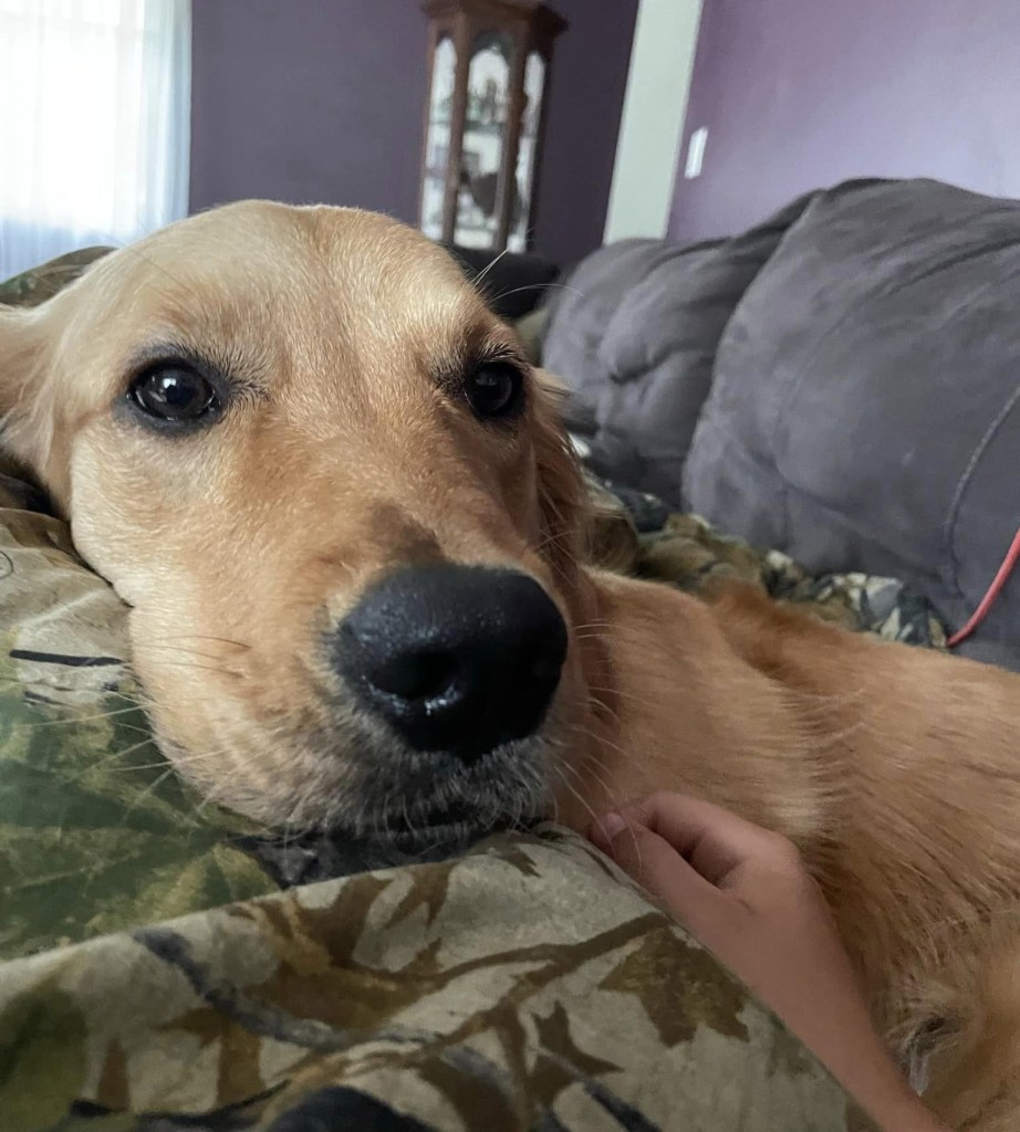 A close-up of the lost dog's face before her disappearance. 