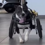 A dog who couldn't use her back legs received a special wheelchair.