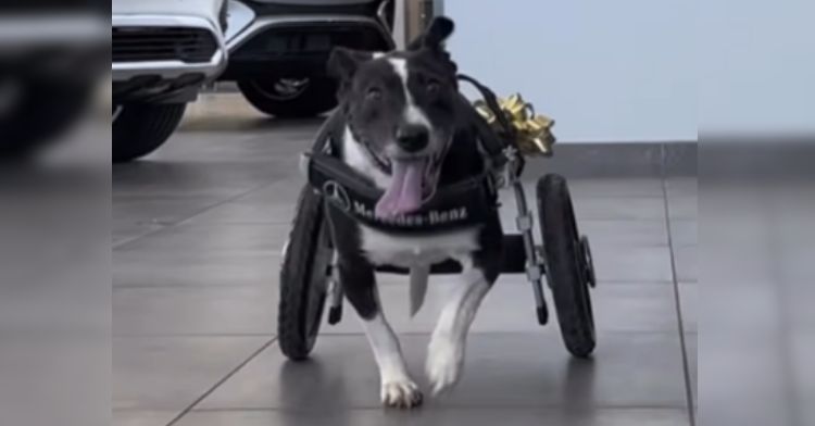 A dog who couldn't use her back legs received a special wheelchair.