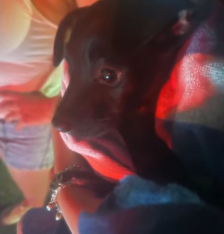 Close up of a small, black lab mix being held after getting rescued from the storm drains.
