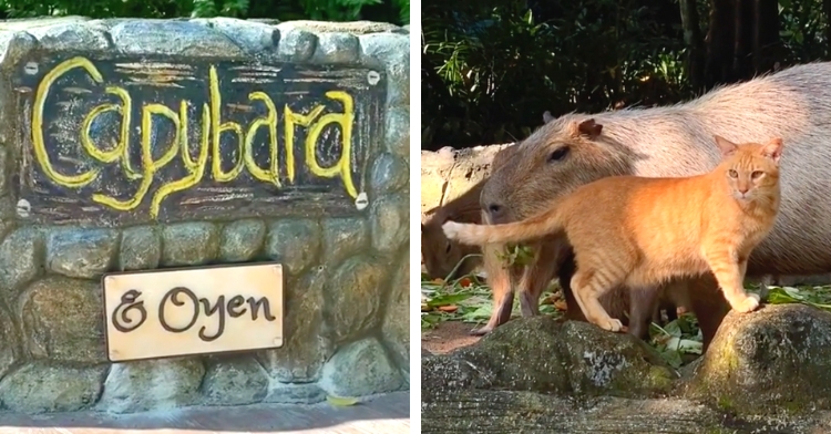 oyen the cat with capybaras