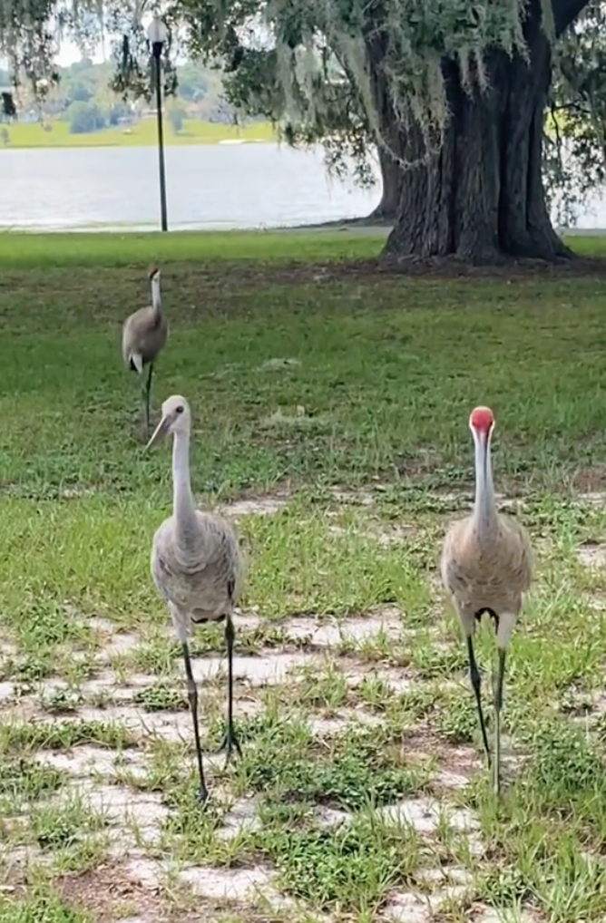 carl the sandhill crane and family