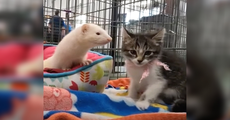 kitten and ferret