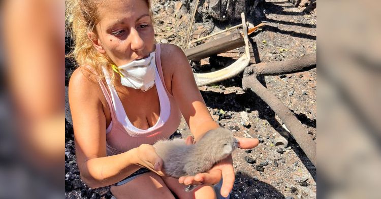 A kitten was found among the damage from the Maui wildfires.
