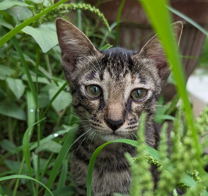 cat in grass