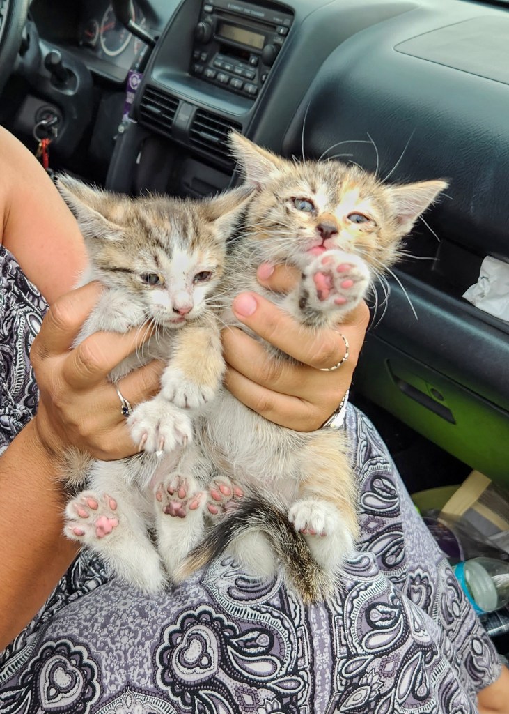 Two kittens were found hitchhiking in a woman's car. 