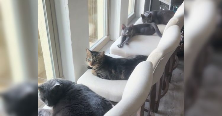 These cats love to watch birds from their window seats.
