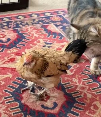 Peanut with a cat