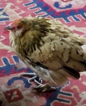 Peanut the chicken