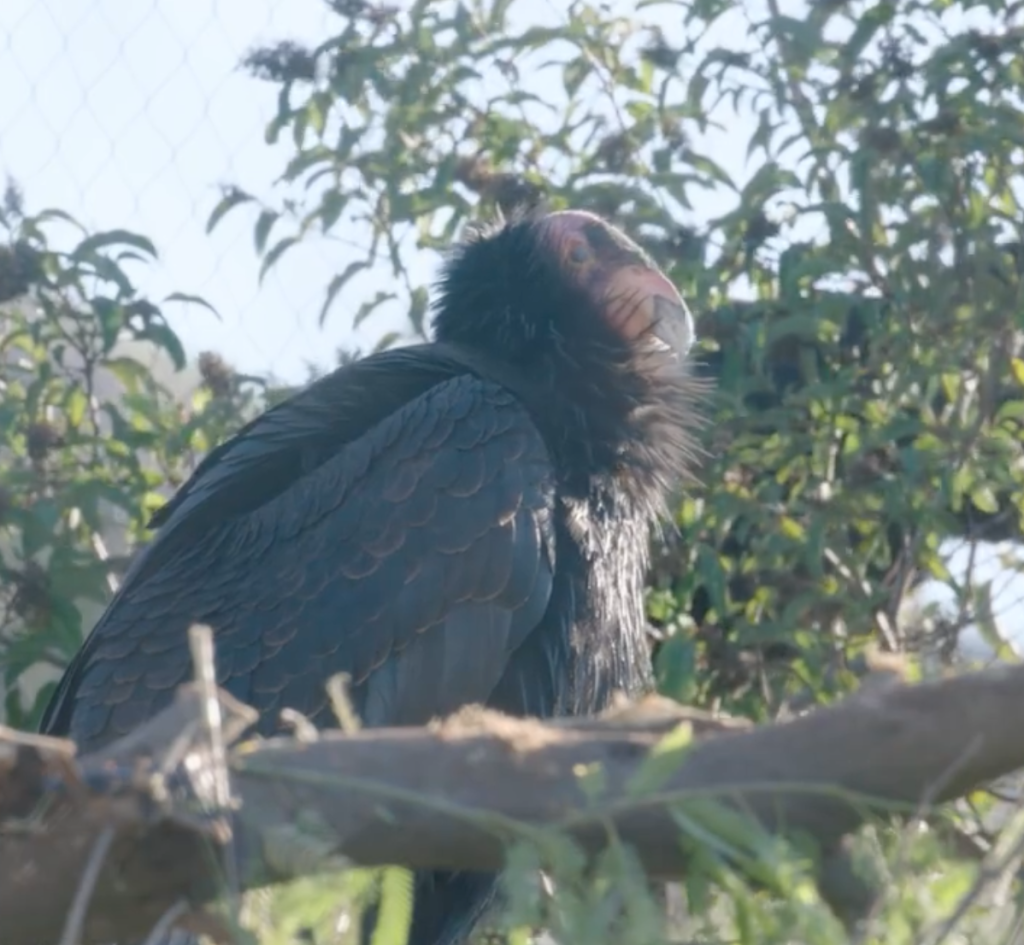 california condor