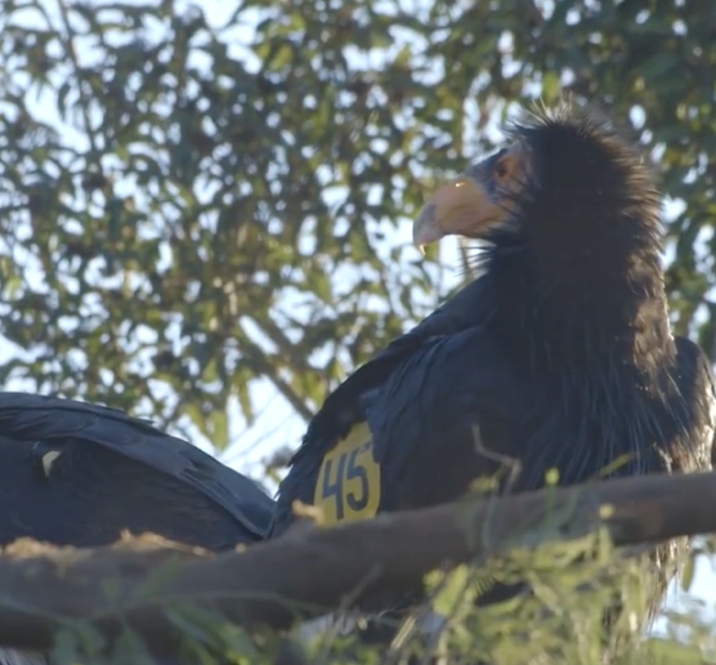 california condor in tree
