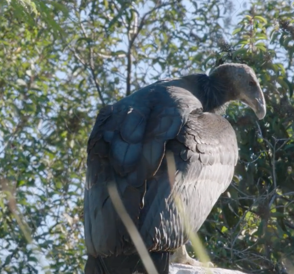 young california condor