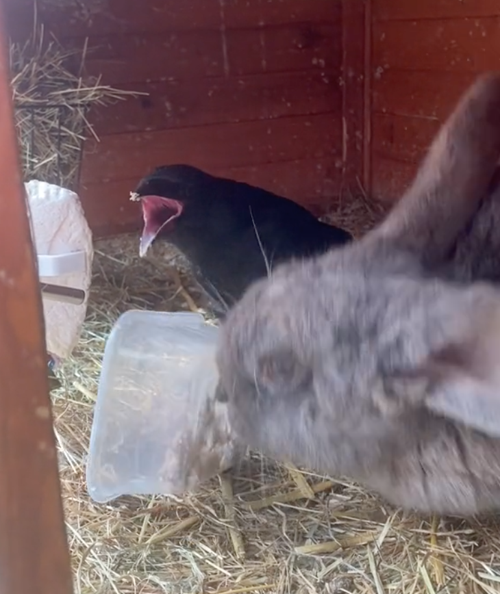 crow and bunny
