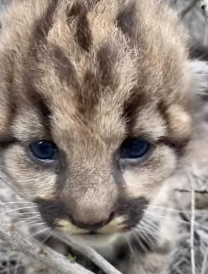 cute mountain lion cub