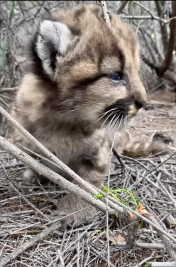 mountain lion cub