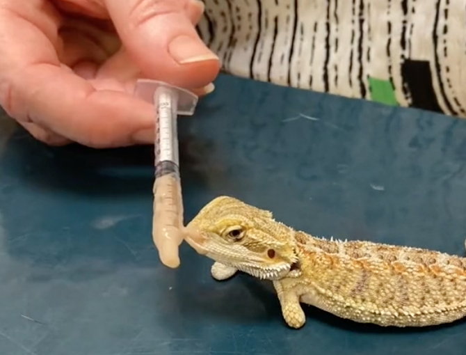 lt. dan the bearded dragon with no feet