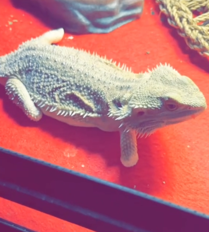 lt. dan the bearded dragon