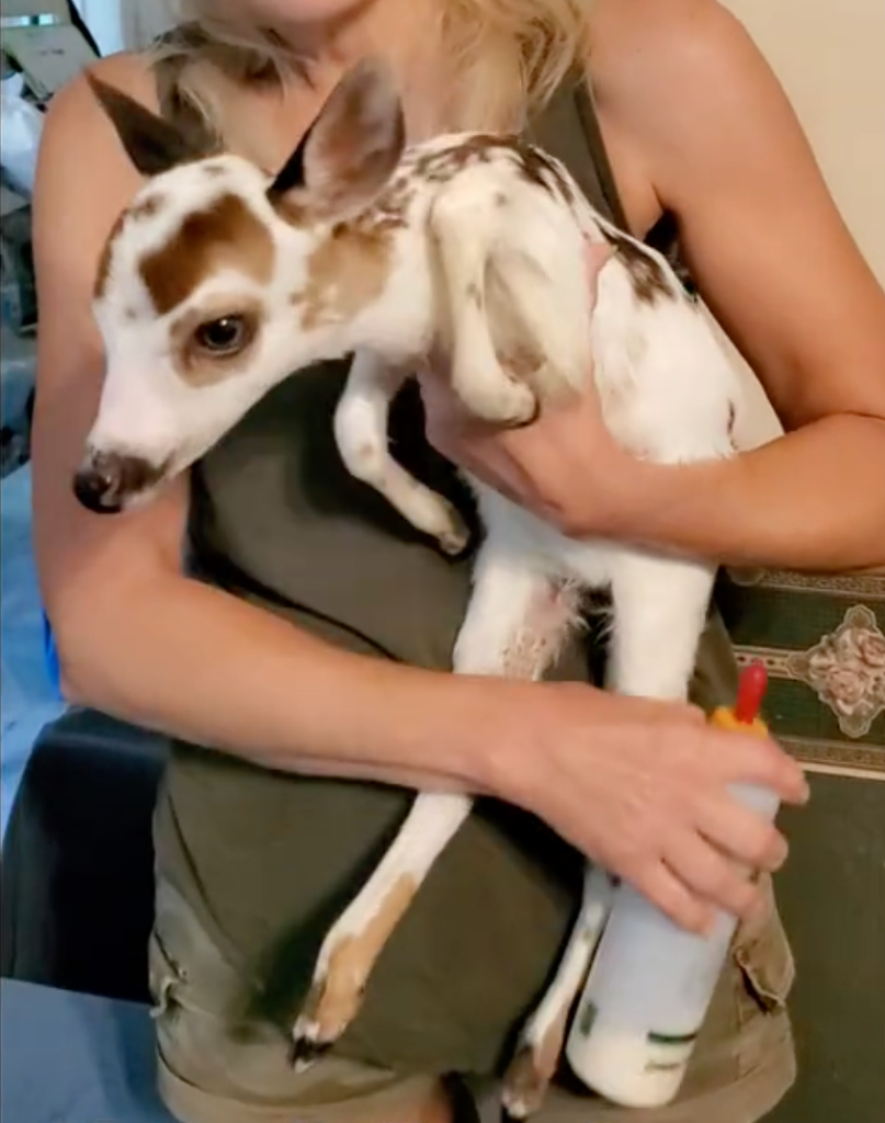 piebald fawn getting stronger