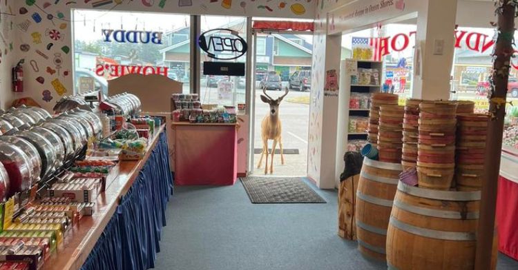 A deer wandered into a candy shop and browsed the taffy selection.