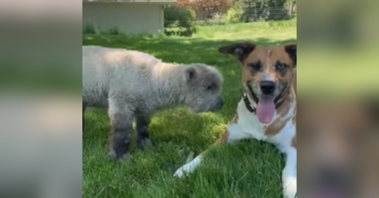 A dog smiles happily at the camera with their tongue out as they lay on the grass. A lamb stands next to the dog, staring at them. They are adorable.