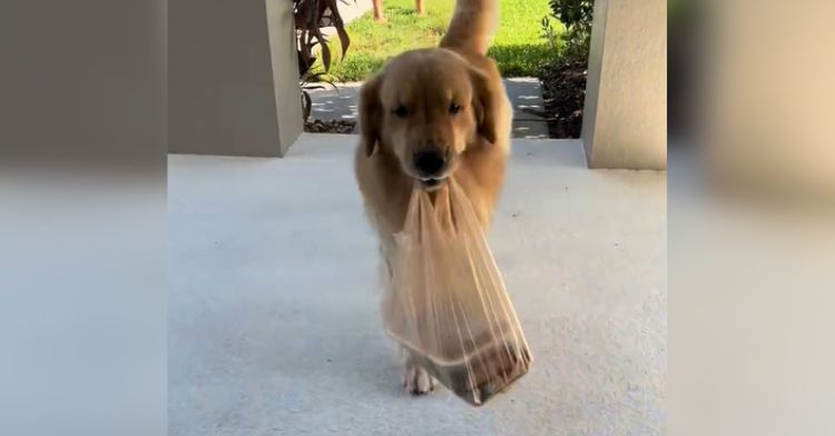 A golden retriever learned to carry grocery bags.