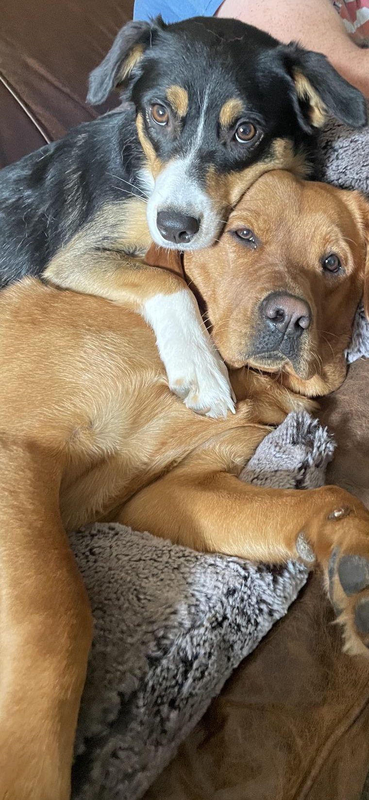 two dog best friends cuddling.
