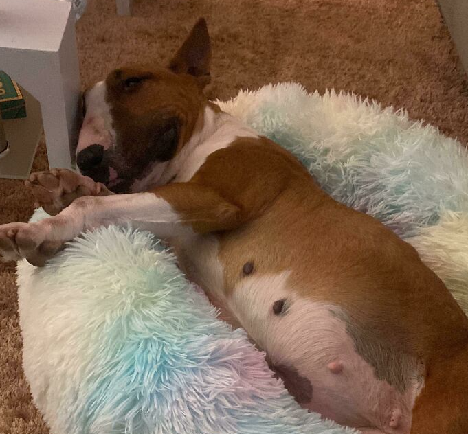 dog laying on doggy bed