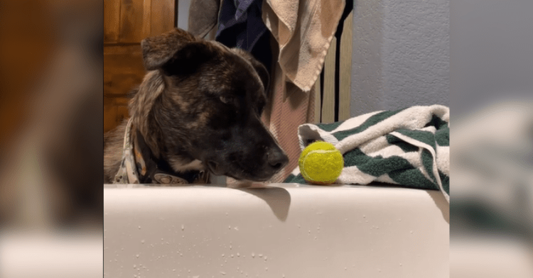 dog looks at tennis ball on bathtub