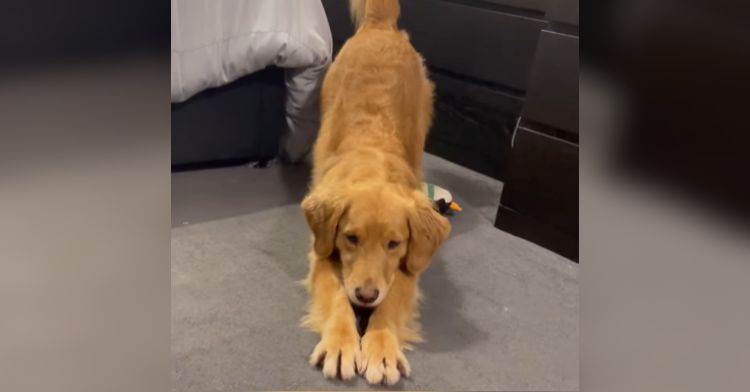 A golden retriever helped her owner avoid a fainting spell.