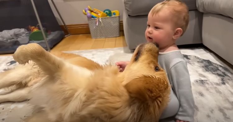 This golden retriever knows just how to say sorry!