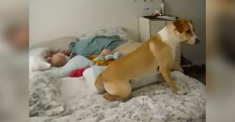 dog standing in bed with babies
