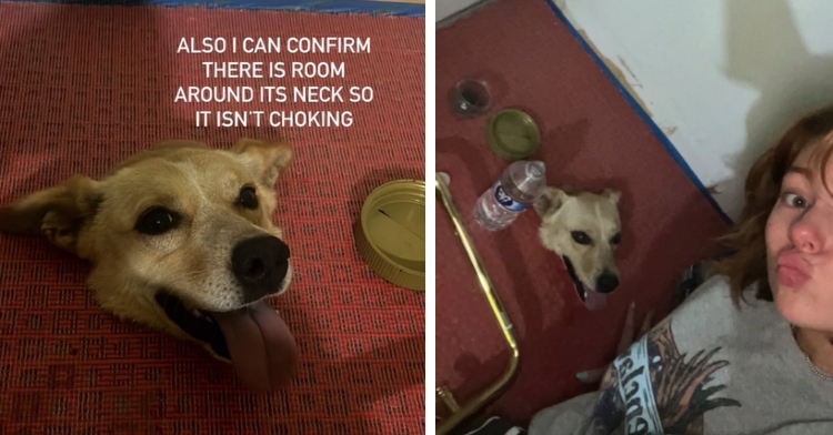 A two-photo collage. The first shows a close up of a dog stuck in the hole in a bathroom. Only her head can be seen. She is smiling wide with her tongue out. Text on the photo reads: “Also I can confirm there is room around its neck so it isn’t choking.” The second photo shows a woman taking a selfie with herself and the stuck dog in the background. They are waiting for help to arrive.