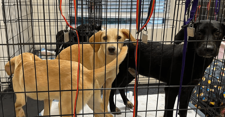 Three dogs for adoption in crate facing the camera.