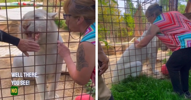 A two-photo collage. The first shows a white tiger behind a fence. He is growling as a woman takes her hand away from the fence. Another woman holds her hand up to him and is closer, appearing to calm him down. The second photo shows the same woman in the other photo who was calming down the white tiger. She is now brushing the tiger through the fence. The tiger is sitting and is totally calm.