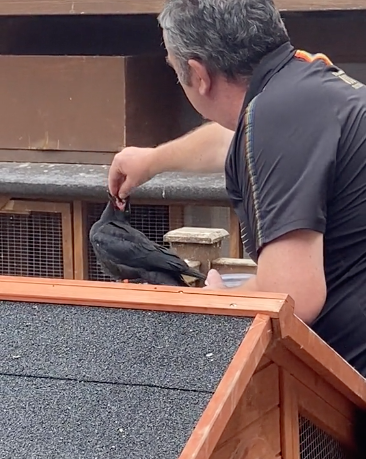 feeding crow