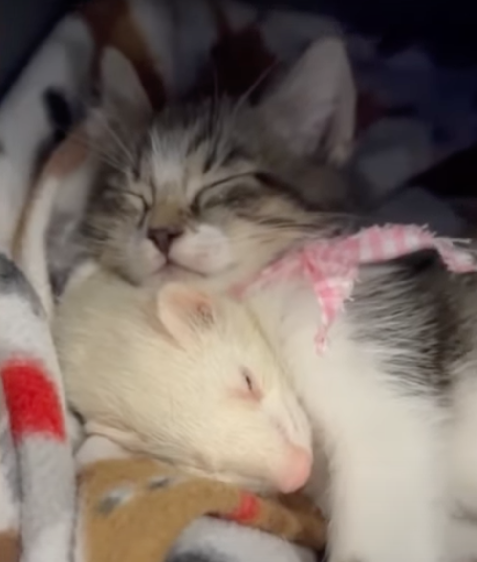 ferret and kitten cuddle