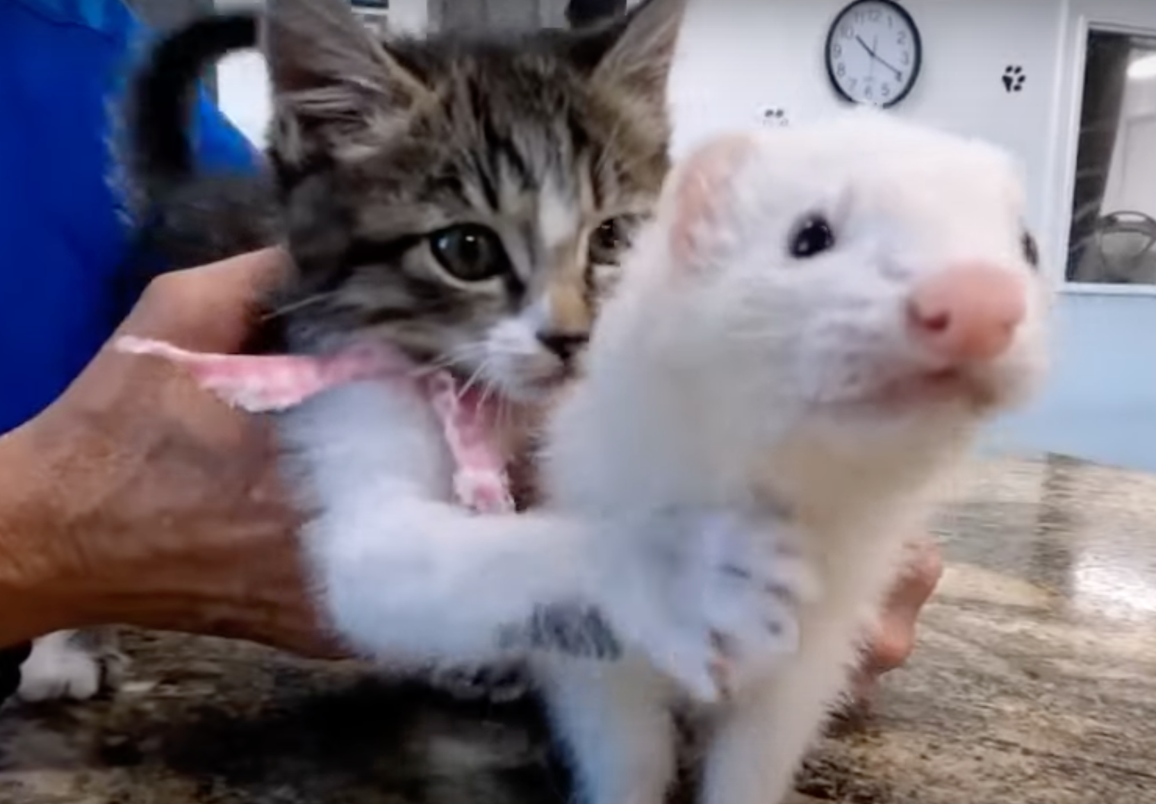 skiddy the kitten and banana pudding the ferret
