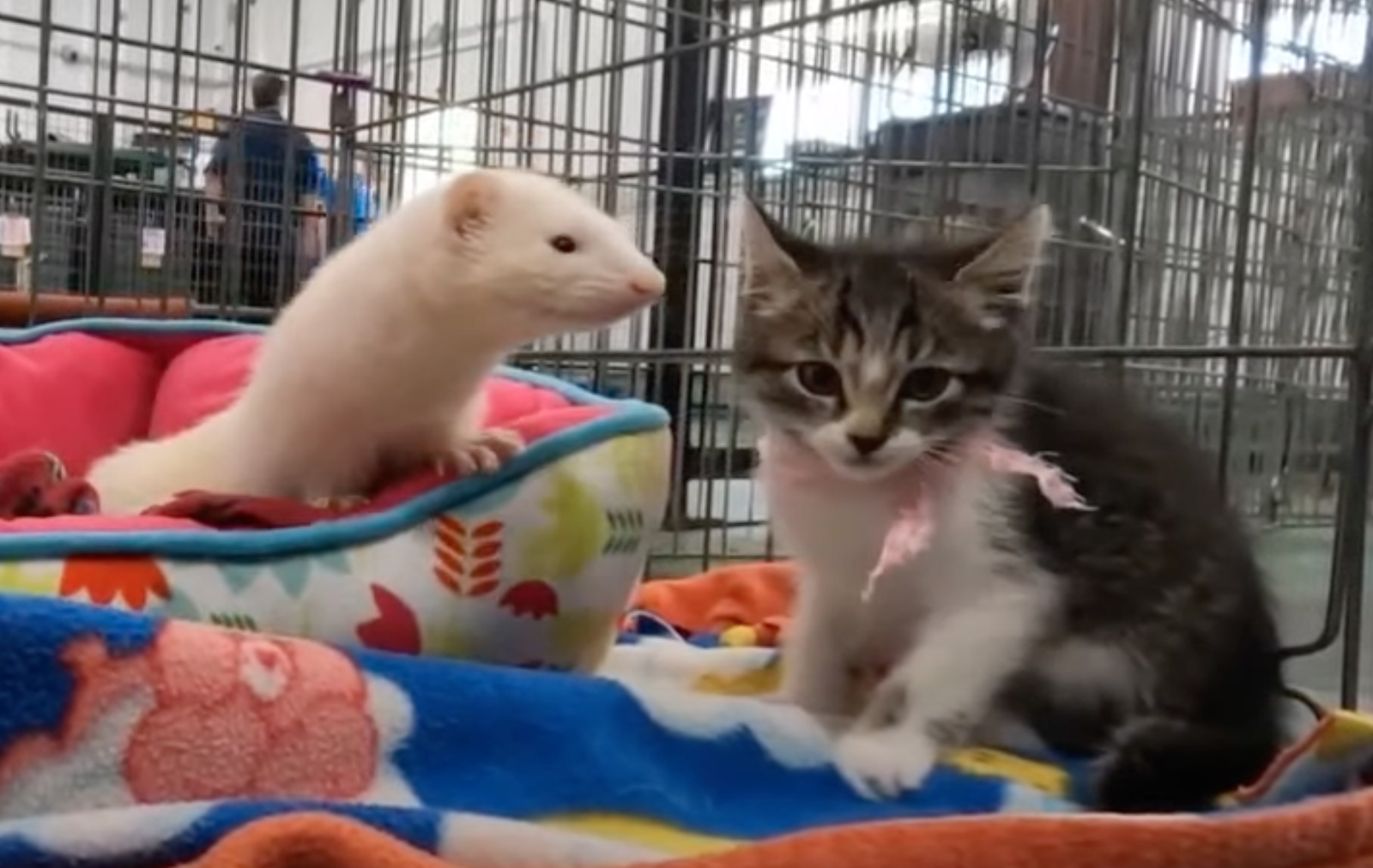 ferret an kitten sit together