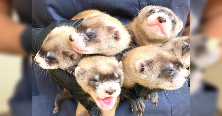 ferret kits