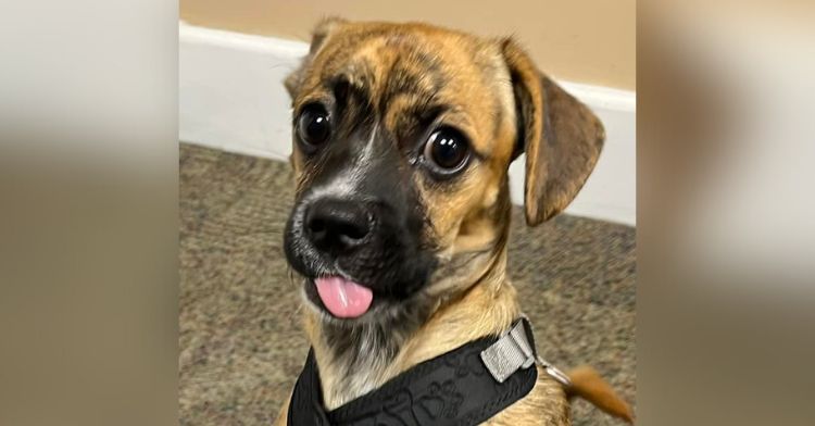 A rescued pup is now this fire department's support animal.