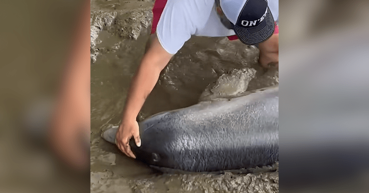 Fishermen save dolphin.