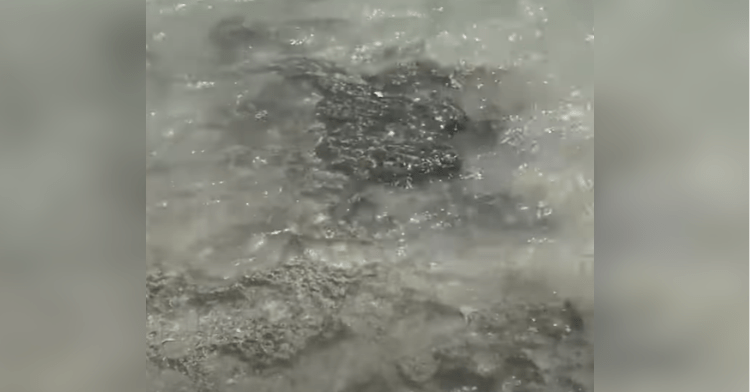 fossils uncovered in water