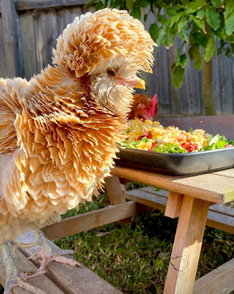 frizzle chicken breed